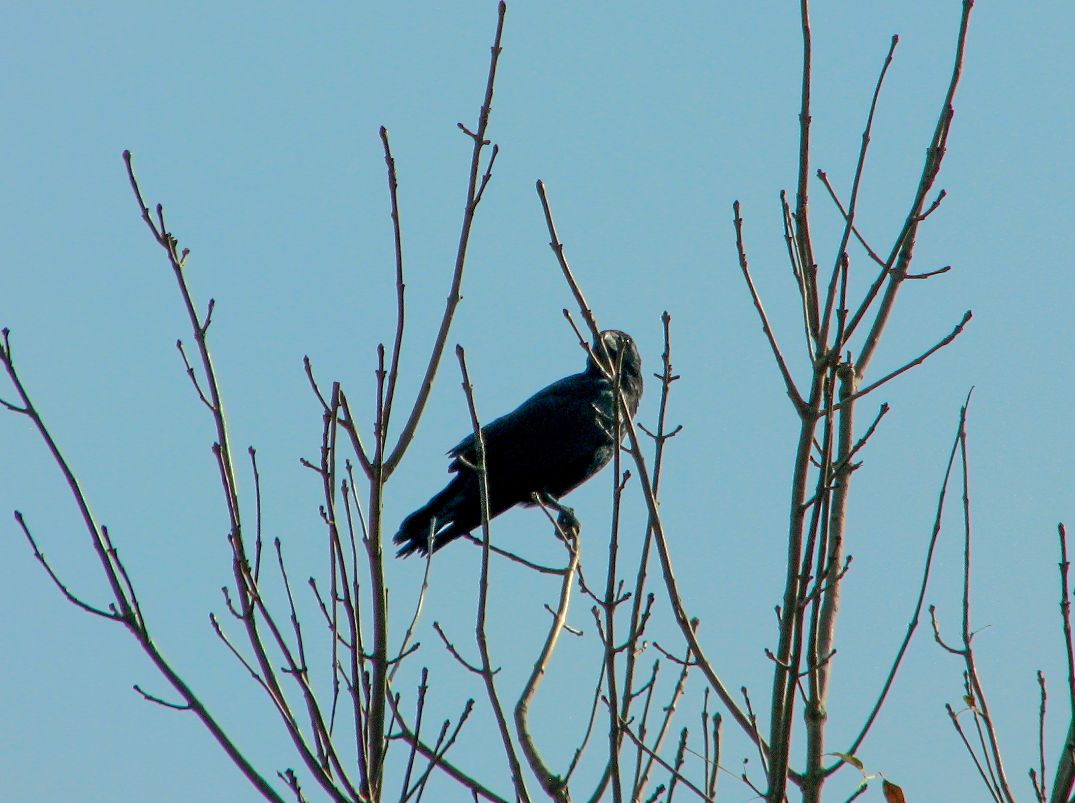 A crow watches us pass.