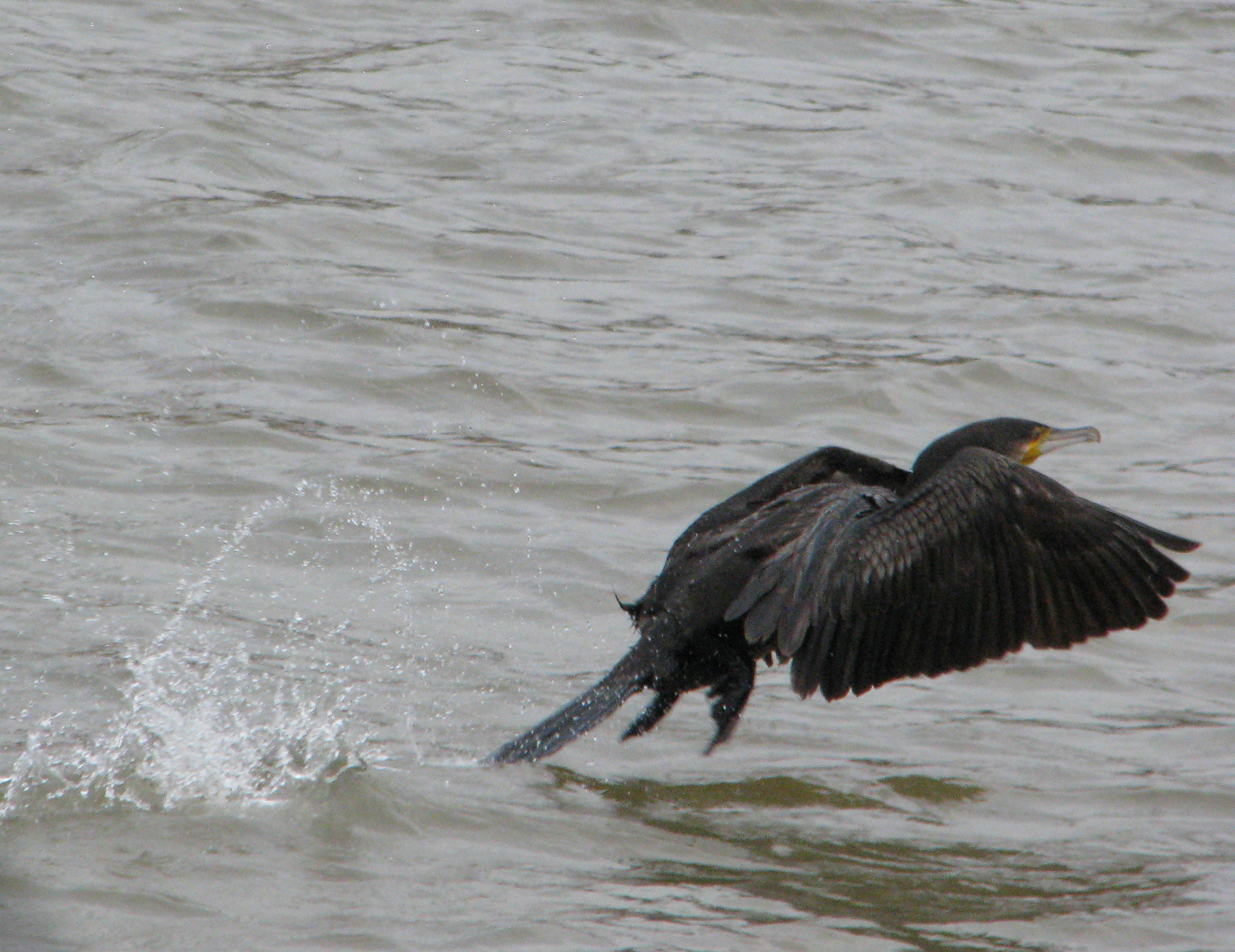A cormorant takes wing.
