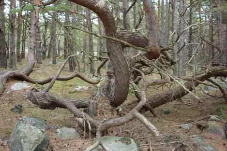 On Kalvo, the gnarliest tree that we'd ever encountered.