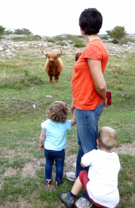 Highland Cattle.JPG
