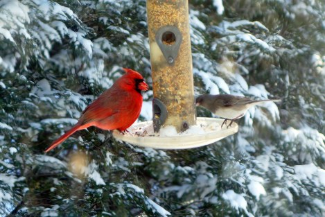 Daddy cardinal in the sun.